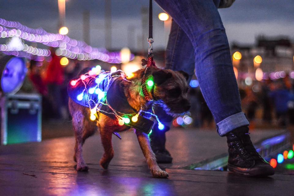 Lumidogs at Lightpool Festival